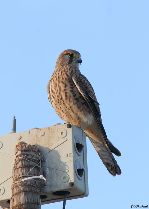 Tuuletallaja (Falco tinnunculus)
Egiptus, jaanuar 2010
Keywords: kestrel