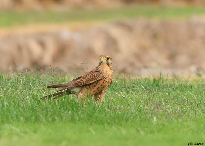 Tuuletallaja (Falco tinnunculus)
Tenerife, märts 2009

UP
Keywords: kestrel