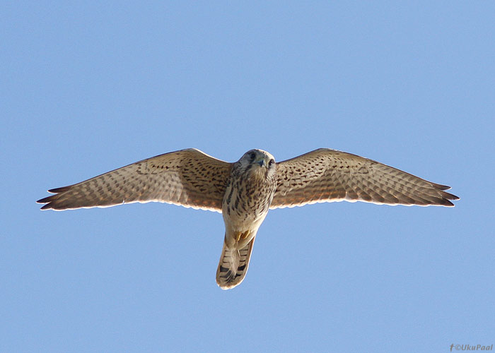 Tuuletallaja (Falco tinnunculus)
Pitkänä, Kihnu, 8.9.2013

UP
Keywords: kestrel