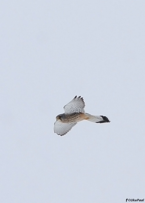 Tuuletallaja (Falco tinnunculus)
Märja, Tartumaa,  14.02.2009. Tuuletallaja on Eestis talvel haruldane.

UP
Keywords: kestrel