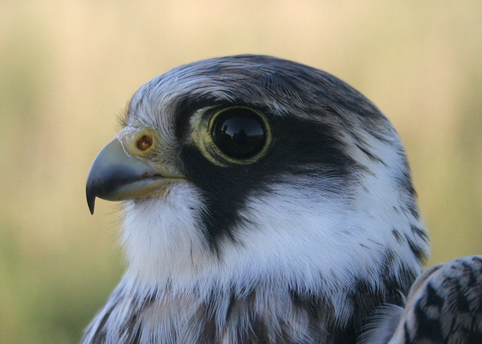 Punajalg-pistrik (Falco vespertinus)
Pulgoja linnujaam, Pärnumaa, 20.8.2010. Esimene Eestis rõngastatud punajalg-pistrik.

Margus Ots
Keywords: red-footed falcon 