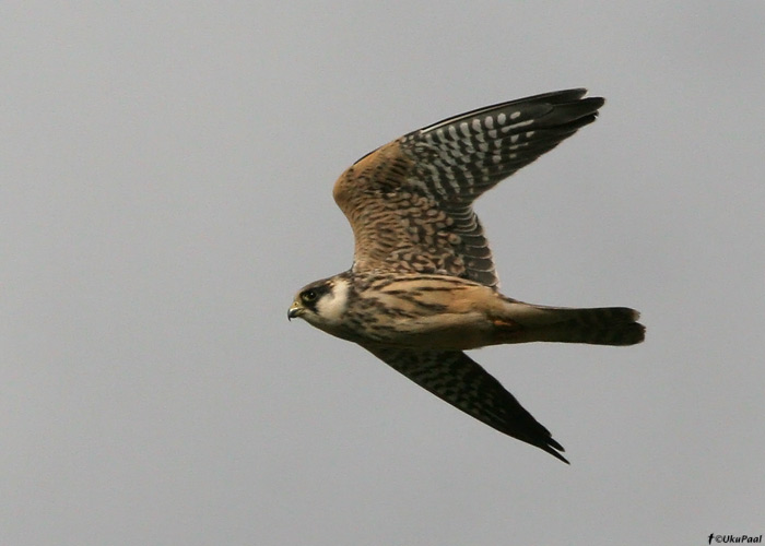 Punajalg-pistrik (Falco vespertinus)
Harju-Risti, Harjumaa, 15.7.09

UP
Keywords: red-footed falcon