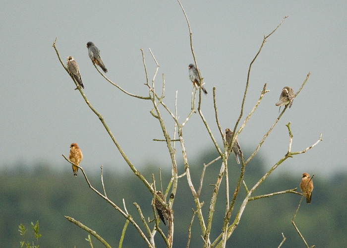 Punajalg-pistrikud (Falco vespertinus)
Pikla, Pärnumaa, 18.8.2010

Mati Kose
Keywords: red-footed falcon