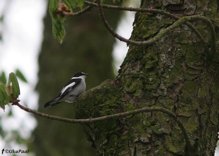 Kaelus-kärbsenäpp (Ficedula albicollis)
Kuressaare linn, 3.5.2008. Kolmandat aastat samas pesitsuskohas. Kas tuleb 4. pesitsus Eestile?
Keywords: collared flycatcher