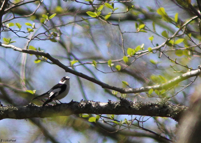 Kaelus-kärbsenäpp (Ficedula albicollis)
Palli, Hiiumaa, 13.5.2012. Uus liik Hiiumaale.

UP
Keywords: collared flycatcher