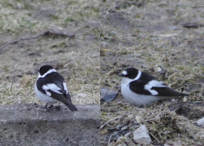 Kaelus-kärbsenäpp (Ficedula albicollis)
Metsapere, Saaremaa, 19.4.2013

Maris Sepp
Keywords: collared flycatcher