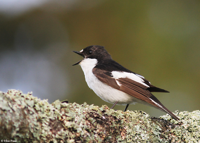 Must-kärbsenäpp (Ficedula hypoleuca) 2a  isane
Viljandimaa, mai 2014

UP
Keywords: pied flycatcher