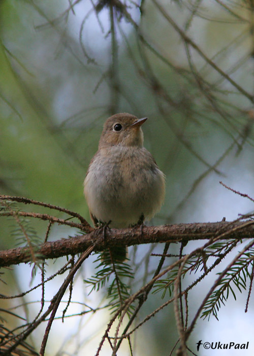 Väike-kärbsenäpp (Ficedula parva)
Mõedaku, Lääne-Virumaa, 17.06.2007

UP
Keywords: red-breasted flycatcher