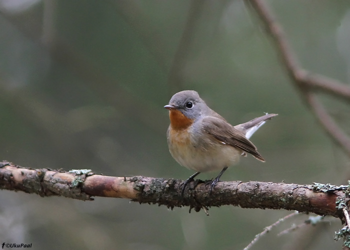 Väike-kärbsenäpp (Ficedula parva)
Läänemaa, 23.5.2010

UP
Keywords: red-breasted flycatcher