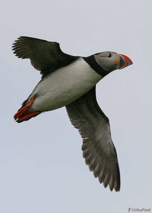 Lunn (Fratercula arctica)
Hornoya saar, juuni 2008
Keywords: puffin