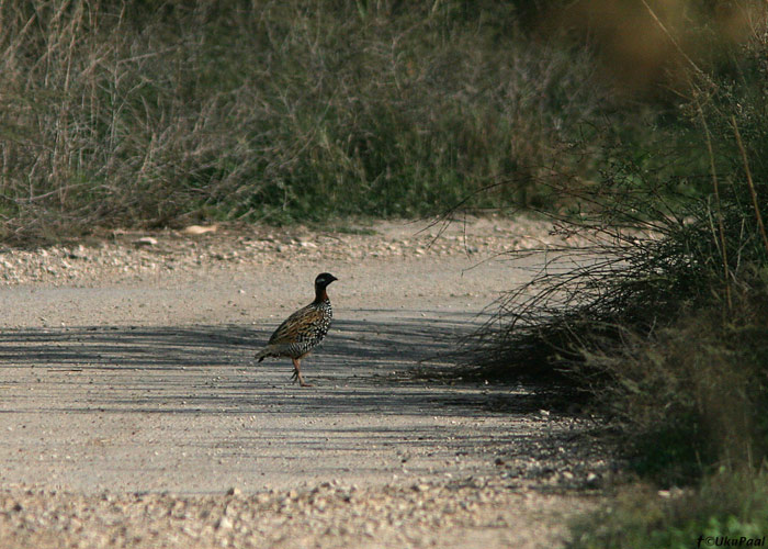 Mustfrankoliin (Francolinus francolinus)
Kfar Ruppin

UP
Keywords: francolin