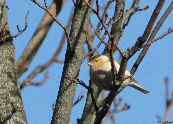 Leukistlik metsvint (Fringilla coelebs)
Undva, Saaremaa, 20.4.2013

UP
Keywords: chaffinch