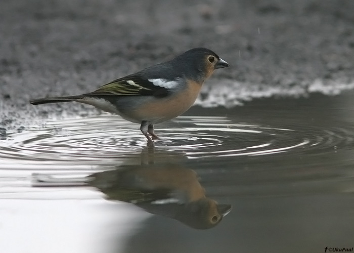 Metsvint (Fringilla coelebs canariensis)
Pico Del Ingles, Tenerife, märts 2009

UP
Keywords: chaffinch