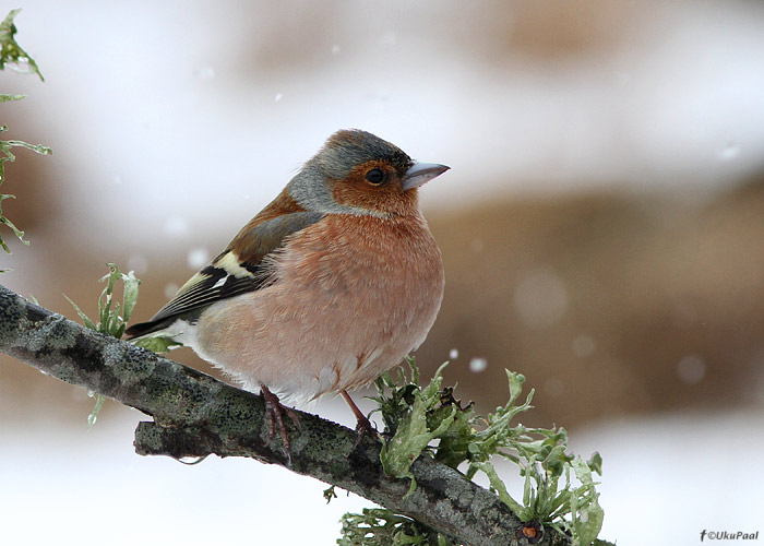 Metsvint (Fringilla coelebs)
Saaremaa, aprill 2012

UP
Keywords: chaffinch