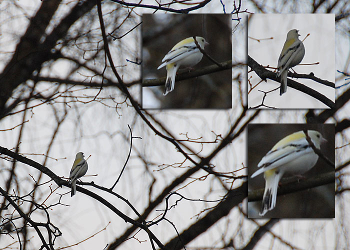 Värvushälbega metsvint (Fringilla coelebs)
Särevere, Järvamaa, 16.4.2009

Elo Varinurm


Keywords: chaffinch