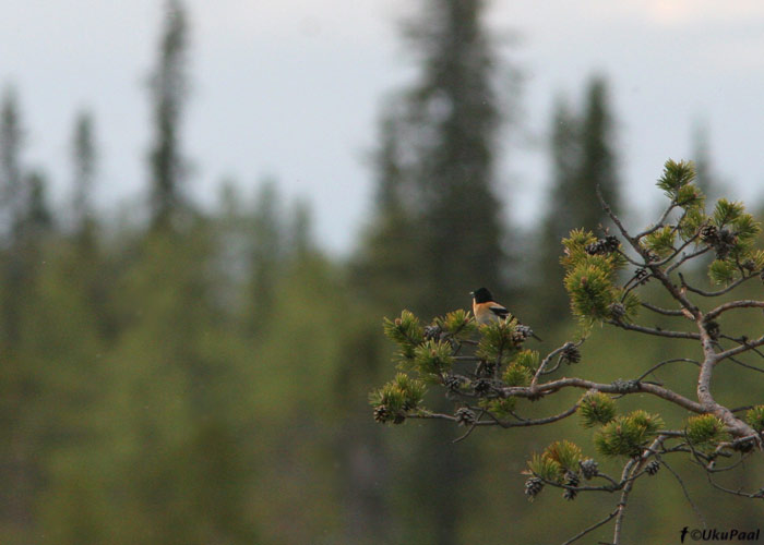 Põhjavint (Fringilla montifringilla) pesitsusbiotoobis
Lapimaa, Soome, juuni 2008


Keywords: brambling