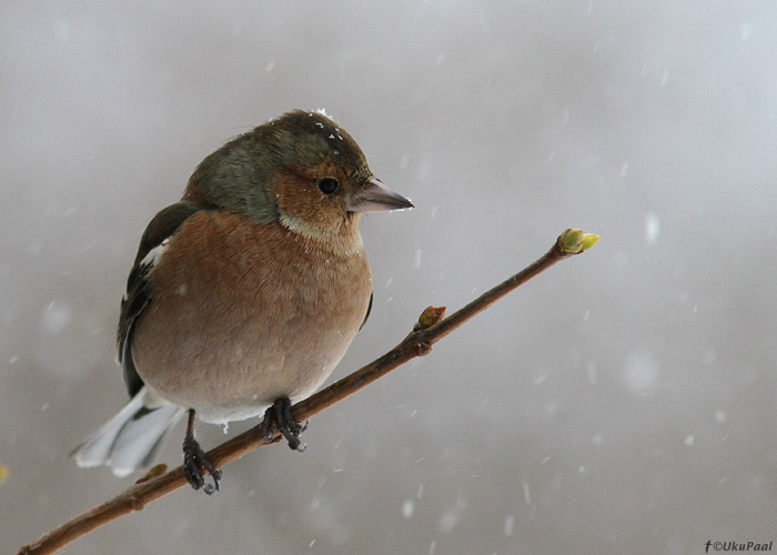 Metsvint (Fringilla coelebs)
Saaremaa, märts 2013

UP
Keywords: chaffinch