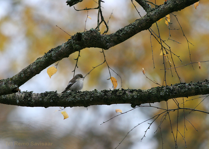 Must-kärbsenäpp (Ficedula hypoleuca)
26.10.2007. Raadi, Tartu. Eesti hiliseim vaatlus!

Remo Savisaar
Keywords: must-kärbsenäpp, Ficedula hypoleuca, European Pied Flycatcher