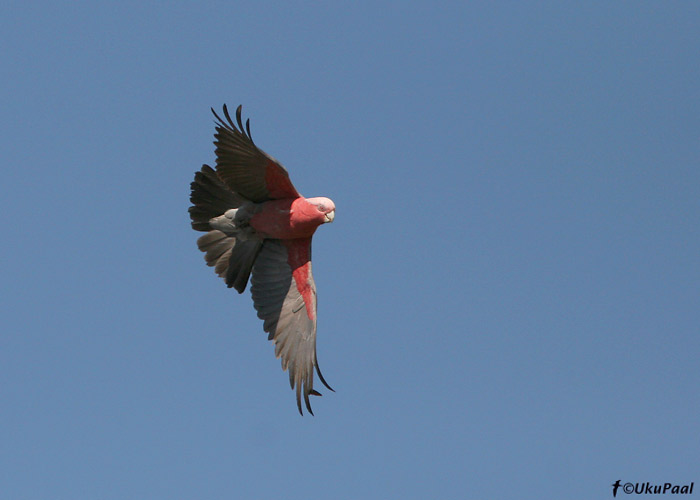 Roosakakaduu (Eolophus roseicapillus)
Little Desert NP, Detsember 2007. See suur kakaduu on Lõuna-Austraalias tavalisemaid liike.
Keywords: galah