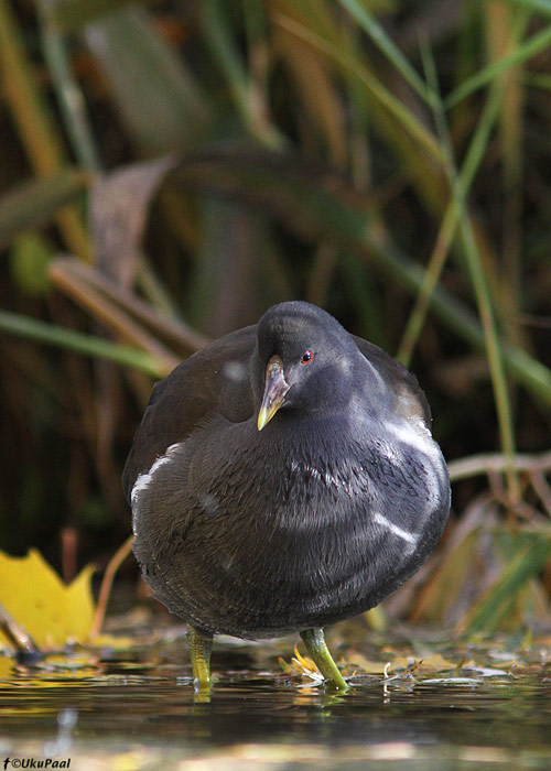 Tait (Gallinula chloropus)
Tartumaa, oktoober 2013

UP
Keywords: moorhen