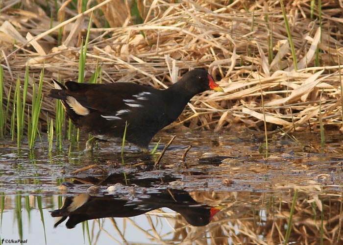 Tait (Gallinula chloropus)
Tartumaa, aprill 2011

UP
Keywords: moorhen