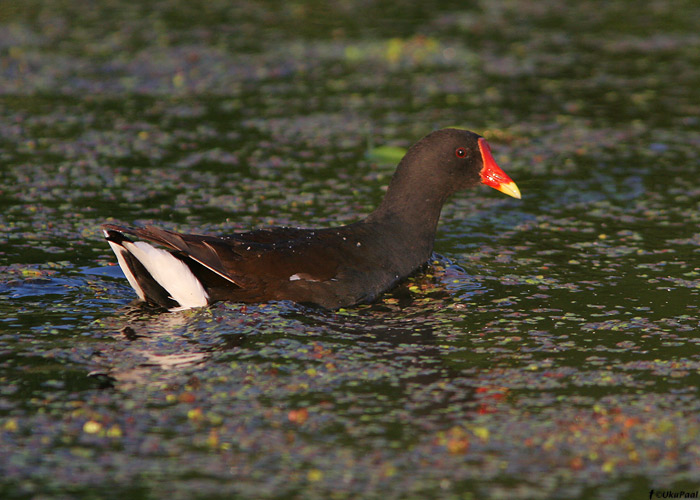 Tait (Gallinula chloropus)
Tartumaa, 3.7.2009

UP
Keywords: moorhen