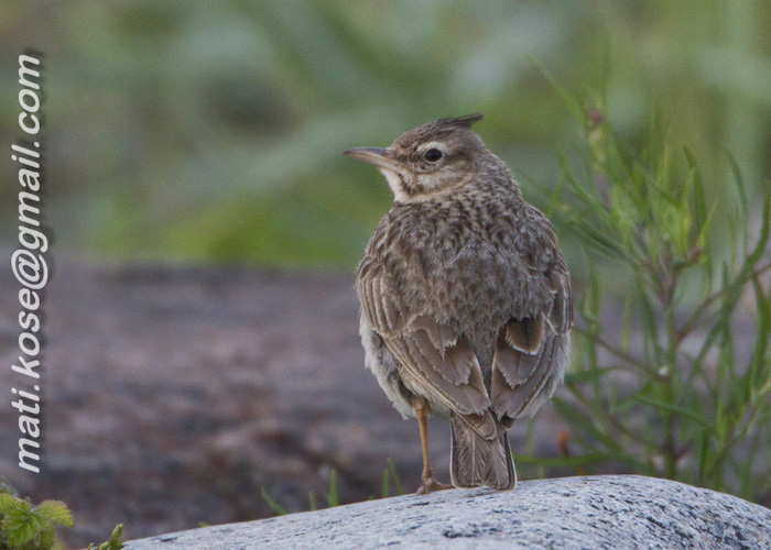 Tuttlõoke (Galerida cristata)
Kihnu saar, 18.7.2012

Mati Kose
Keywords: crested lark