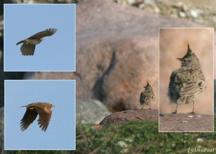 Tuttlõoke (Galerida cristata)
Põõsaspea neem, 10.05.2008
Keywords: crested lark