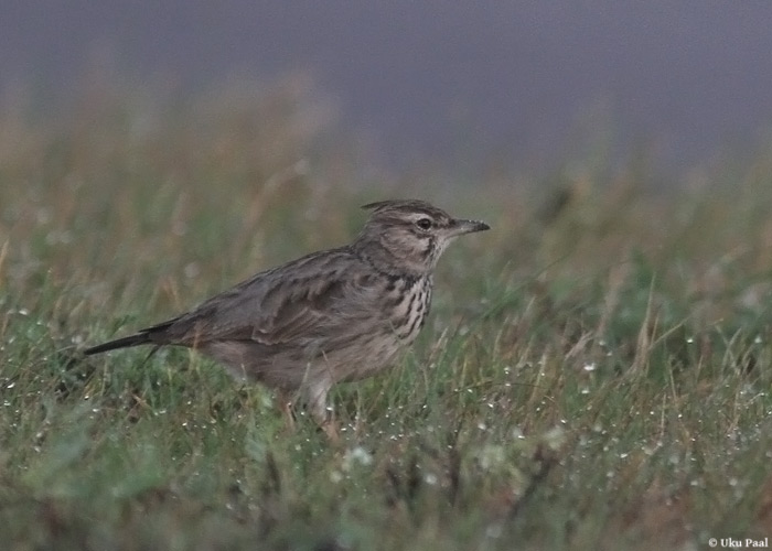 Tuttlõoke (Galerida cristata)
Sõru sadam, Hiiumaa, 3.11.2013

UP
Keywords: crested lark