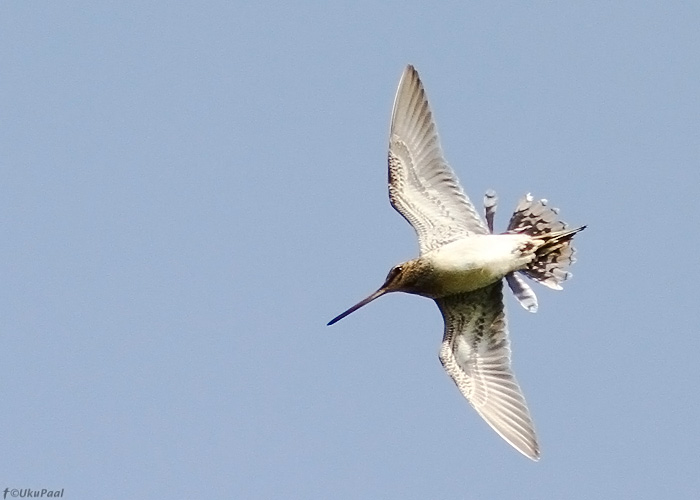 Tikutaja (Gallinago gallinago) mängulend
Alam-Pedja LKA, juuni 2013

UP
Keywords: common snipe