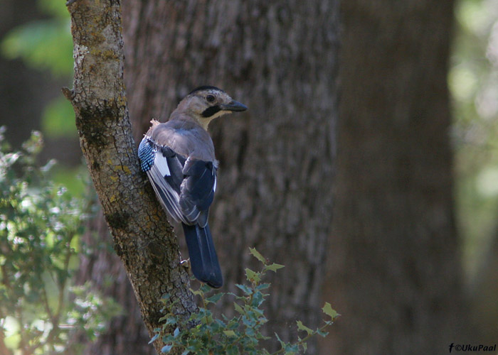 Pasknäär (Garrulus glandarius)
Akseki, august 2008. Kohalik alamliik taas vähe ummamuudu.
Keywords: jay