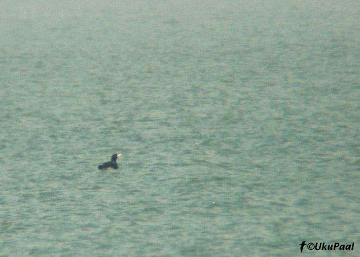 Tundrakaur (Gavia adamsii)
Puise nina, Läänemaa, 29.04.2005
Keywords: white-billed diver