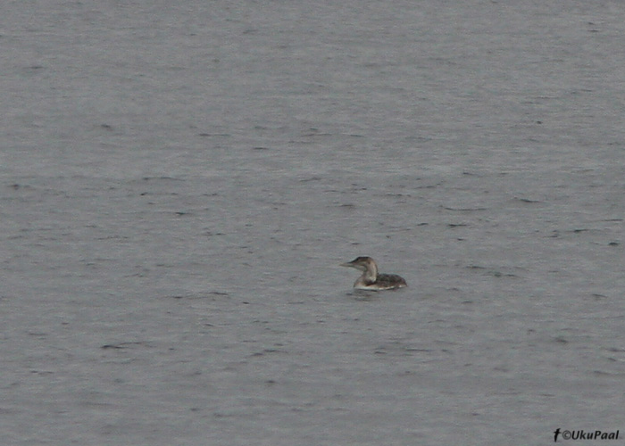 Tundrakaur (Gavia adamsii)
Vardo, Norra, juuni 2008. 2. kalendriaasta lind, noka kollast värvust on sõltuvalt distantsist ja valgusoludest noorlindudel raske eristada. Kaugelt tundub noka värvus hallikas.
Keywords: yellow-billed diver