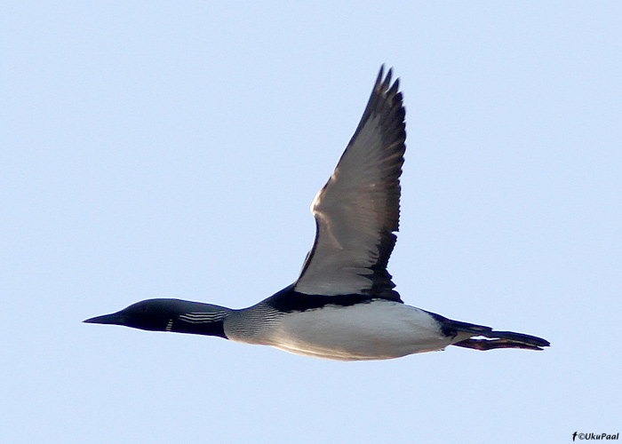 Järvekaur (Gavia arctica)
Läänemaa, aprill 2011

UP
Keywords: black-throated diver