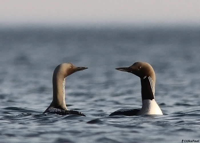 Järvekaur (Gavia arctica)
Hiiumaa, juuni 2013

UP
Keywords: black-throated diver