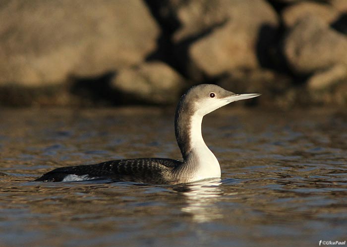 Järvekaur (Gavia arctica)
Tartumaa, november 2012

Up
Keywords: black-throated diver