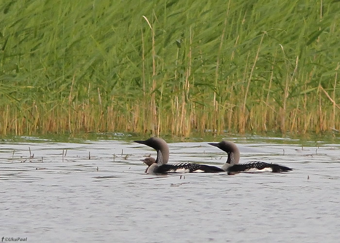 Järvekaur (Gavia arctica)
Võrumaa 24.6.2011. Eesti ainukesel järvekauri paaril on taas pesitsemine õnnestunud.

Black-throated Diver is very rare breeder in Estonia.

UP
Keywords: Black-throated Diver