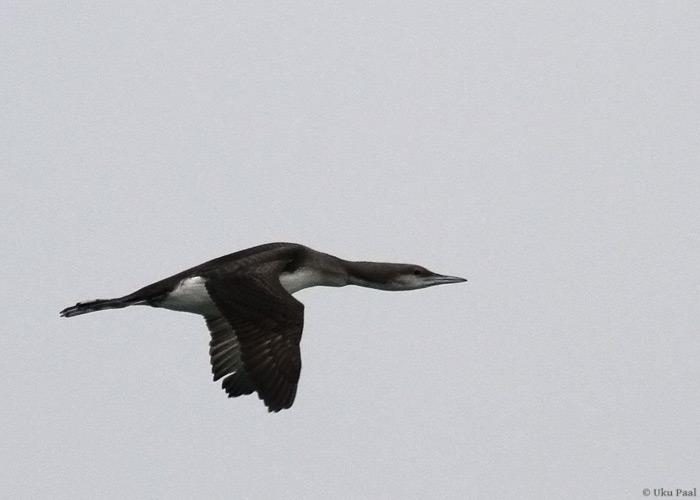 Järvekaur (Gavia arctica)
Hiiumaa, november 2013

UP
Keywords: black-throated diver