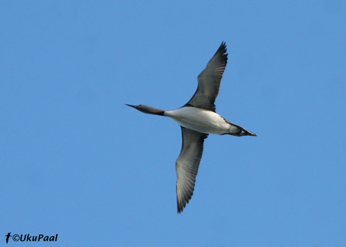 Punakurk-kaur (Gavia stellata)
Läänemaa, 1.09.2007
Keywords: red-throated diver