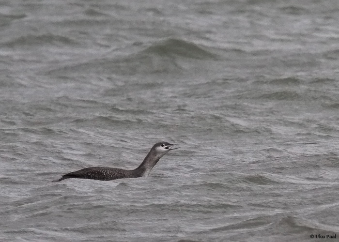 Punakurk-kaur (Gavia stellata)
Saaremaa, november 2013

UP
Keywords: red-throated diver