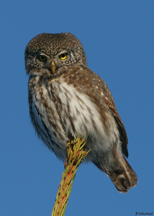 Värbkakk (Glaucidium passerinum)
Ida-Virumaa 22.3.2009

UP
Keywords: pygmy owl