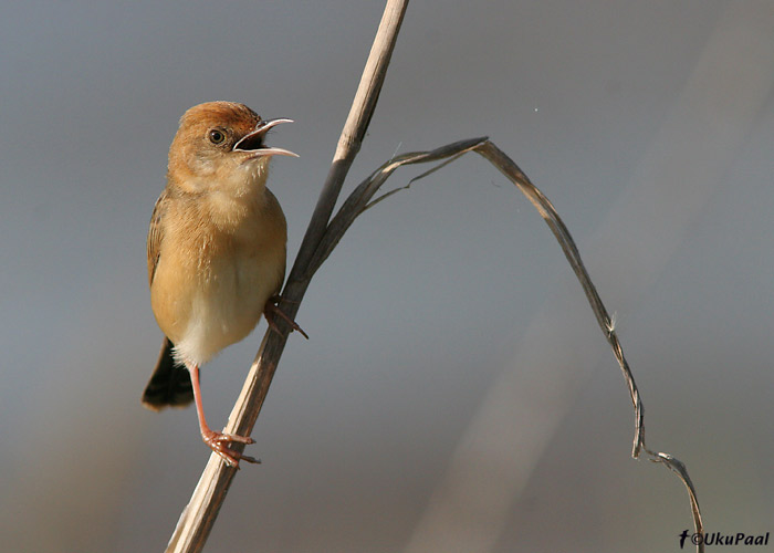 (Cisticola exilis)
Lake Mitchell, Detsember 2007
Keywords: golden-headed cisticola