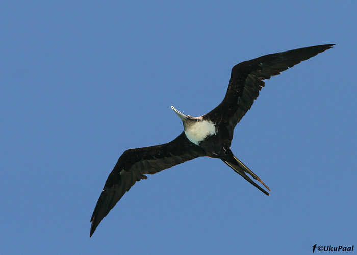 Kuning-fregattlind (Fregata minor)
Michaelmas Cay, Detsember 2007
Keywords: greater frigatebird