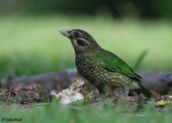 (Ailuroedus crassirostris)
Julatten, Detsember 2007. "Kasslind", keda veel eesikeelse nimega pole õnnistatud, teeb kõva kräunumisele sarnanevat kisa. Nii lähedalt, kui siinoleval pildil, näeb teda küll harva, sest ta armastab kõrgel võras tegutseda.
Keywords: spotted catbird