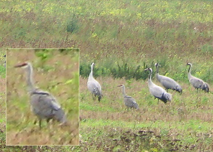 Kanada kurg (Grus canadensis)
Kiia, Harjumaa, 6.9.2011. Eesti esimene. First for Estonia.

Ranno Puumets
Keywords: sandhill crane