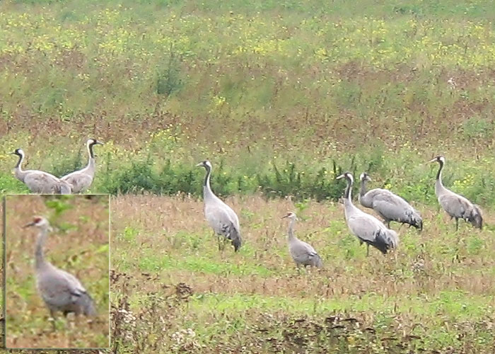 Kanada kurg (Grus canadensis)
Kiia, Harjumaa, 6.9.2011. Eesti esimene. First for Estonia.

Ranno Puumets
Keywords: sandhill crane