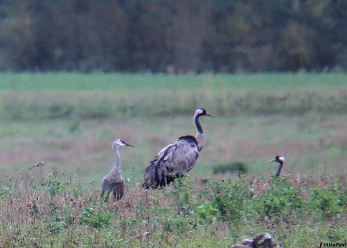 Kanada kurg (Grus canadensis)
Kiia, Harjumaa, 8.9.2011. Eesti esimene. First for Estonia.

UP
Keywords: sandhill crane