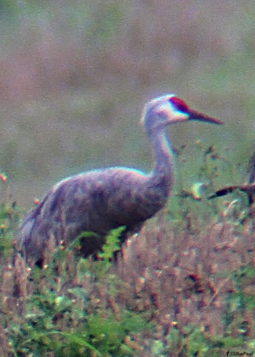 Kanada kurg (Grus canadensis)
Kiia, Harjumaa, 8.9.2011. Eesti esimene. First for Estonia.

UP
Keywords: sandhill crane