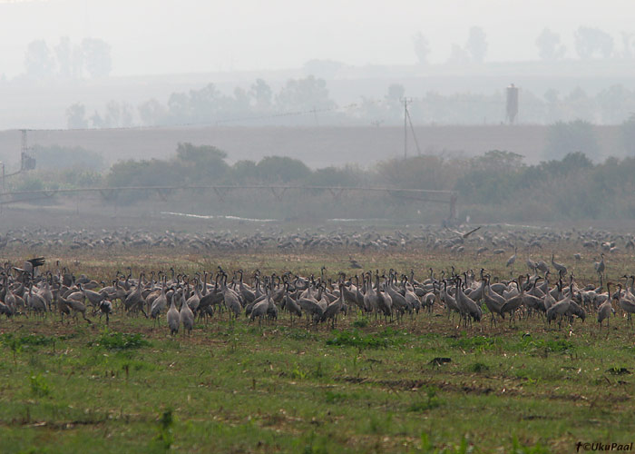 Sookured (Grus grus)
Hula org

UP
Keywords: crane