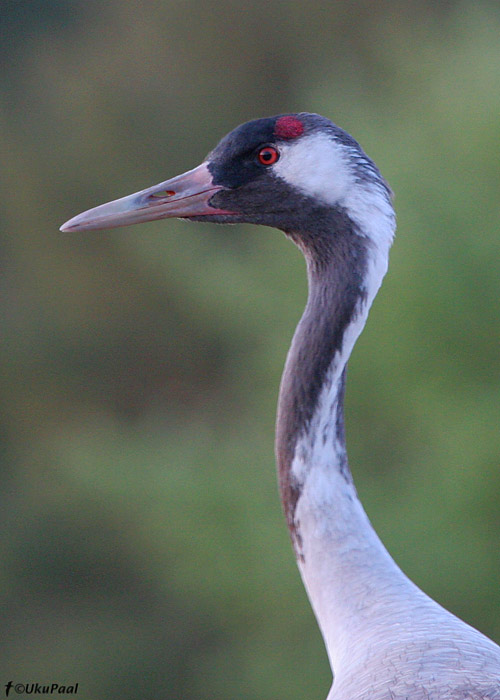 Sookurg (Grus grus)
Saaremaa, 30.5.2008

UP
Keywords: common crane